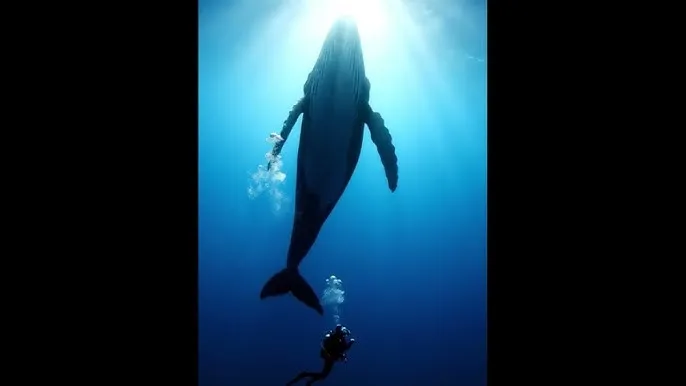 青青伊人 - 深蓝星球：探索海洋深处的未知世界